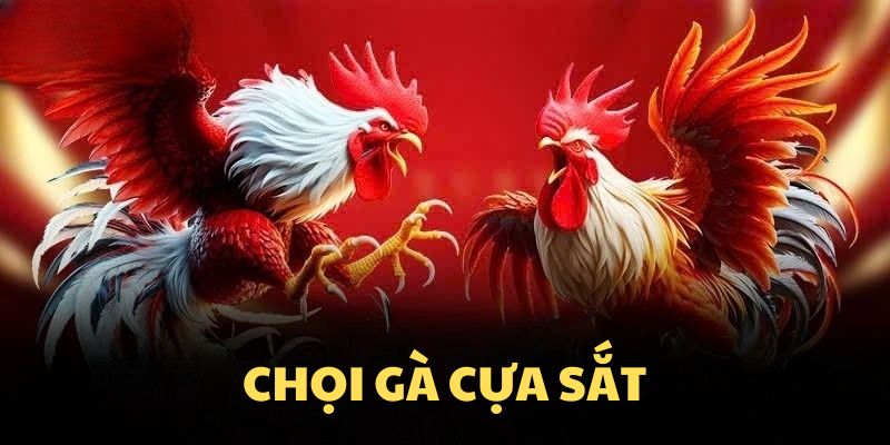 Chọi Gà Cựa Sắt