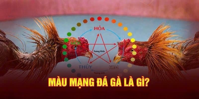 Giới thiệu tổng quan màu mạng gà đá