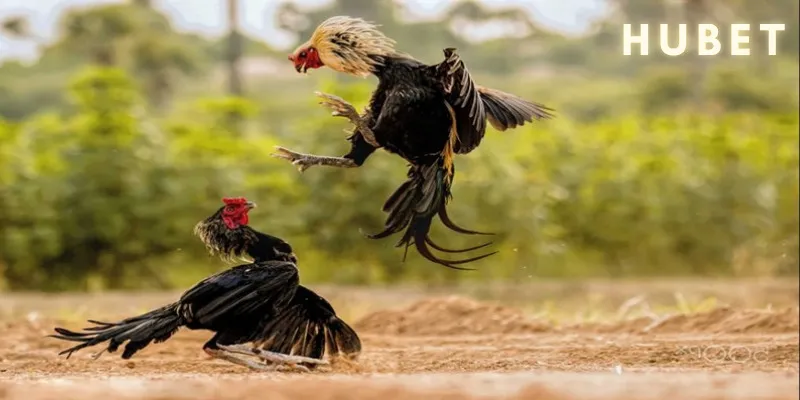 Hubet là địa chỉ hàng đầu cho người đam mê đá gà