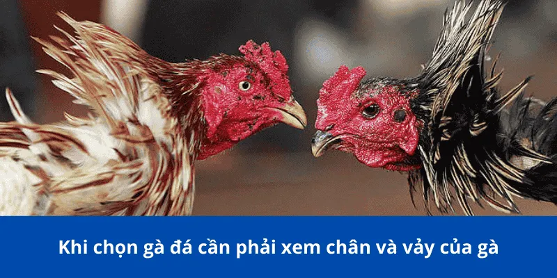 Khi chọn gà đá cần phải xem chân và vảy của gà