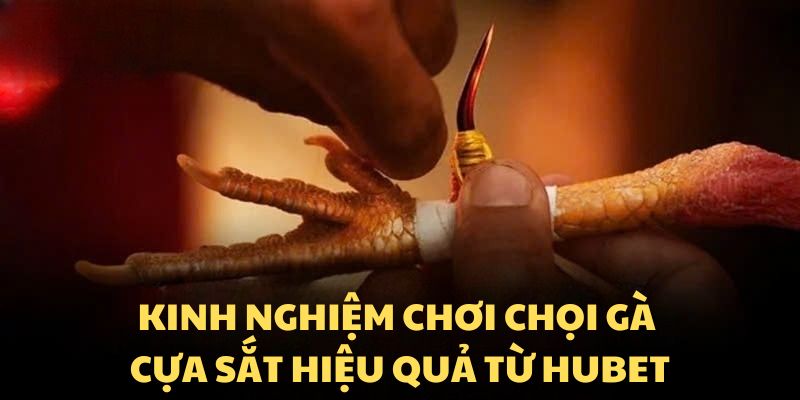 Kinh nghiệm chơi chọi gà cựa sắt hiệu quả từ Hubet