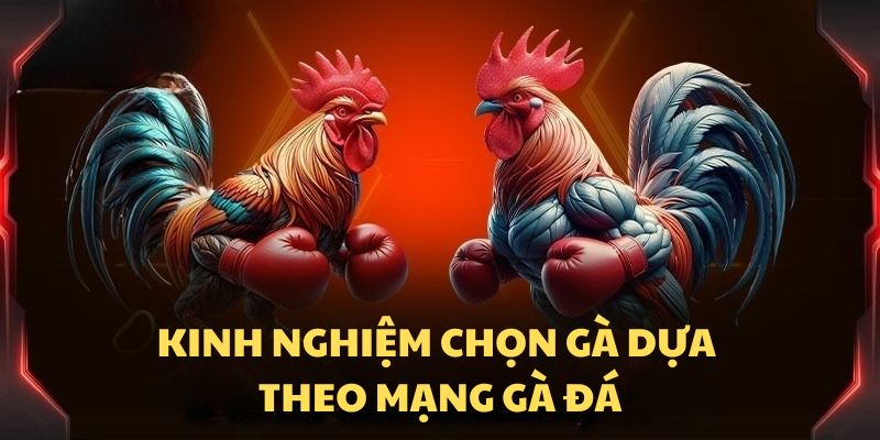 Kinh nghiệm chọn kê dựa theo mạng gà đá