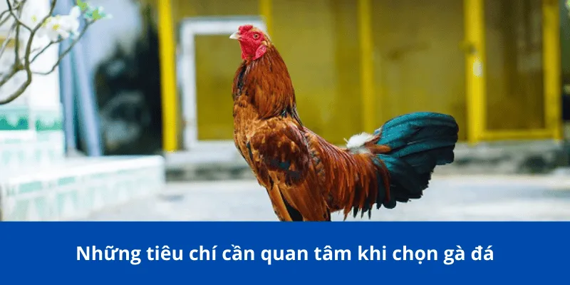 Những tiêu chí cần quan tâm khi chọn gà đá