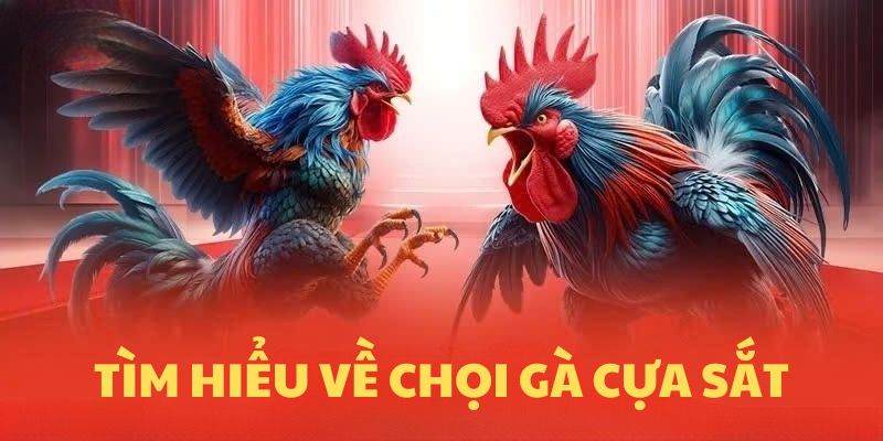 Tìm hiểu tin tức chuẩn chọi gà cựa sắt