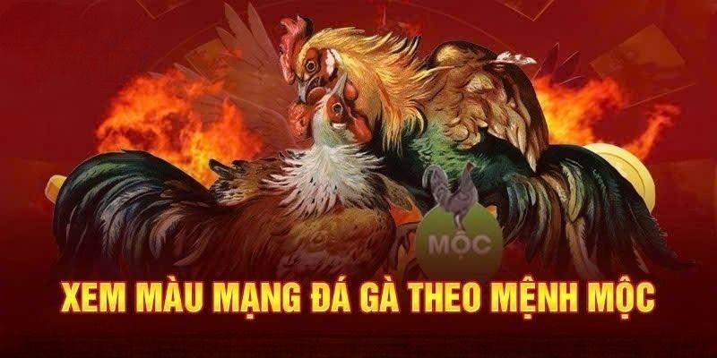 Xem màu mạng gà đá theo mệnh mộc